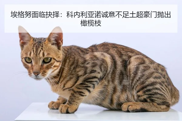 埃格努面临抉择：科内利亚诺诚意不足土超豪门抛出橄榄枝